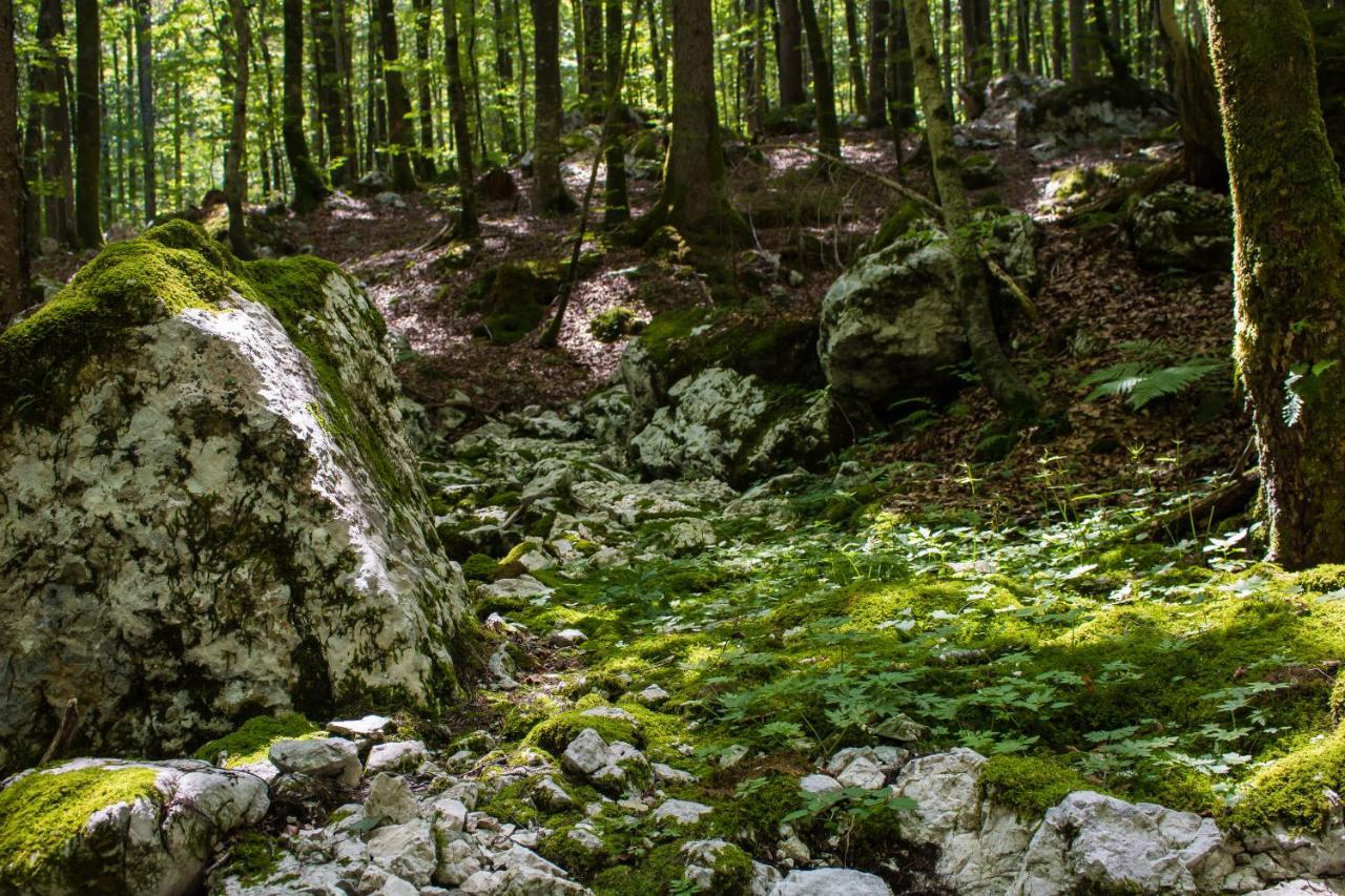 Apartma Petra Ravnik - Wanderer's Hut Lejlighed Bohinj Eksteriør billede
